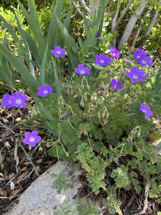 Geranium, magniflorum 'P013S', La Veta Lace Geranium