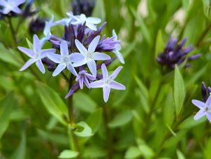 Amsonia tabernaemontana, Eastern Bluestar