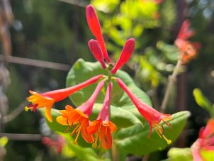 Lonicera sempervirens, Coral Honeysuckle