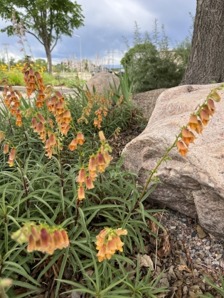 Digitalis obscura, Sunset Foxglove