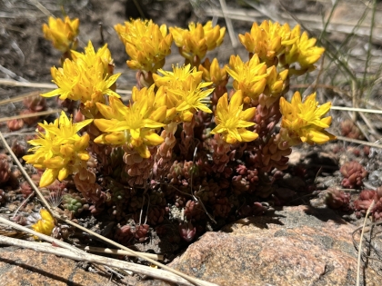 Sedum lanceolatum, Lanceleaf Stonecrop