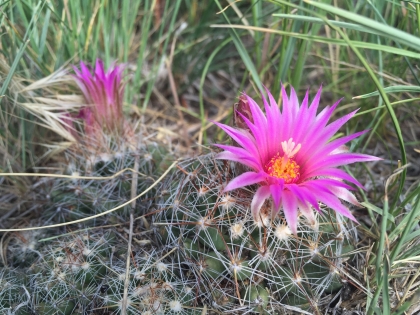 Escobaria vivipara, Spinystar