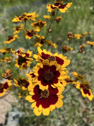 Coreopsis tinctoria, Plains Coreopsis