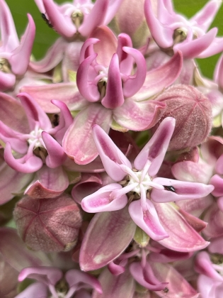 Asclepias speciosa, Showy Milkweed