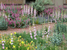 SECWCD Xeriscape Demonstration Garden